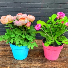flower pots